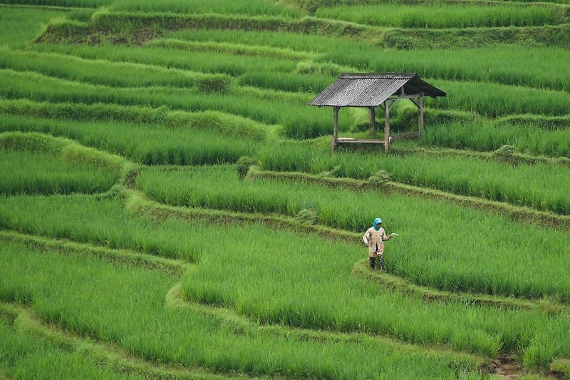 City Farming