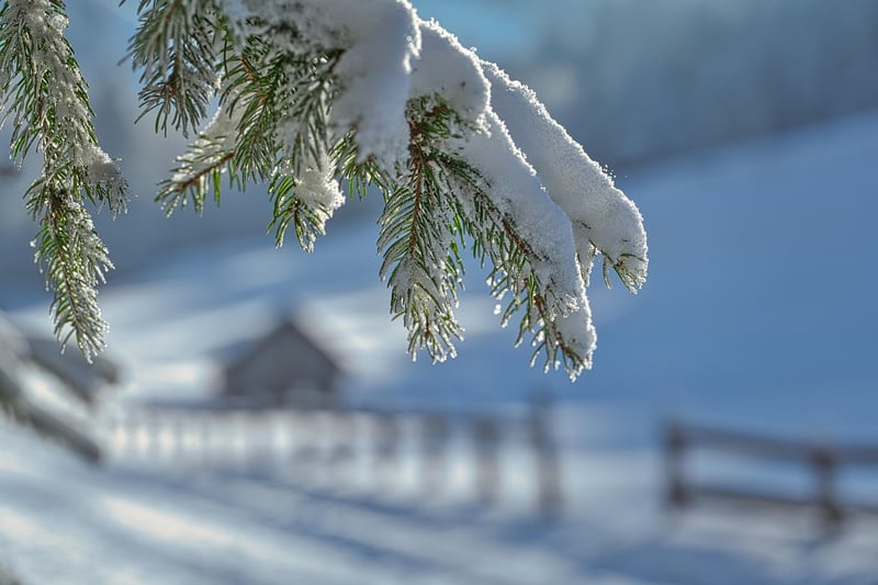 Winter Gardening